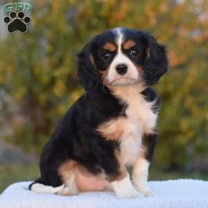 Bobby, Cavalier King Charles Spaniel Puppy